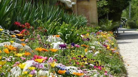 MightyCause Greenpeace